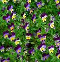 three colored violet 